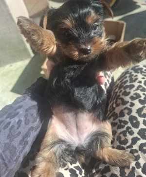 Vand pui de yorkshire terrier - imagine 4