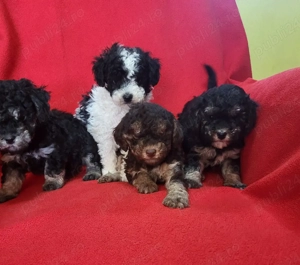 căței pudel  - imagine 3