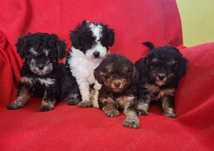 căței pudel  - imagine 2