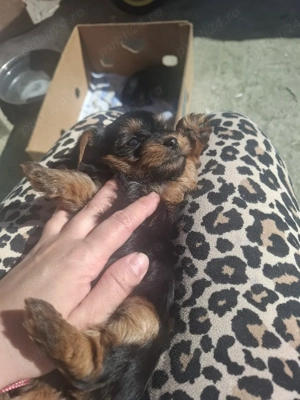 Vand pui de yorkshire terrier - imagine 5