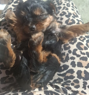 Vand pui de yorkshire terrier - imagine 2