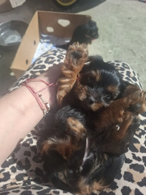 Vand pui de yorkshire terrier - imagine 3