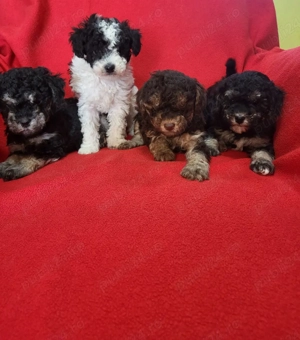 căței pudel  - imagine 5