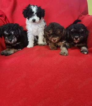 căței pudel  - imagine 4