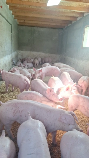 purcei si porci mari - imagine 2