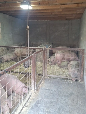 purcei si porci mari