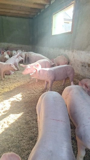 porci mari si mici - imagine 2