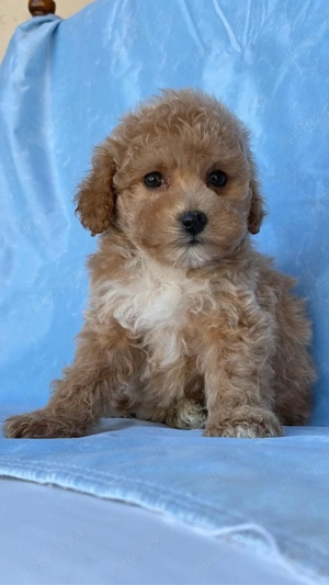 Maltipoo   pudel+bichon 