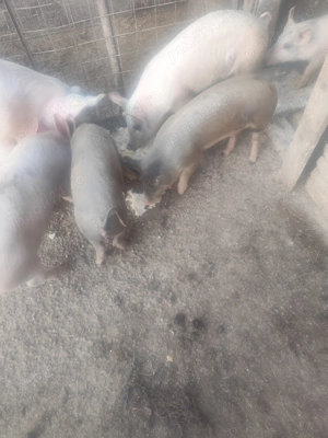 Vând 2 grăsune cele maro cu pete - imagine 2