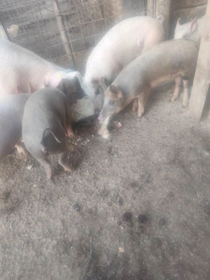 Vând 2 grăsune cele maro cu pete