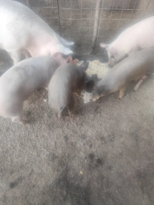 Vând 2 grăsune cele maro cu pete - imagine 3