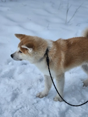 Akita Inu japonez 5 luni mascul - imagine 4