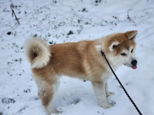 Akita Inu japonez 5 luni mascul - imagine 2