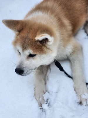 Akita Inu japonez 5 luni mascul