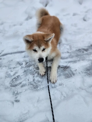 Akita Inu japonez 5 luni mascul - imagine 3