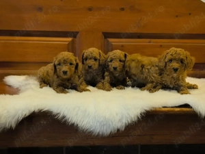 Pudeli Red disponibil masculi!! - imagine 3