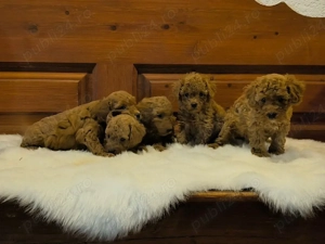 Pudeli Red disponibil masculi!!