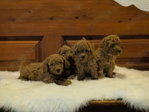 Pudeli Red disponibil masculi!!