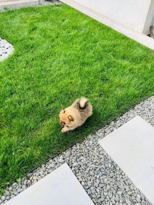 Pomeranian Maroo toy !!! - imagine 3