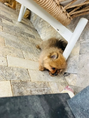 Pomeranian Maroo toy !!! - imagine 2