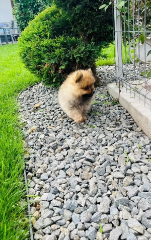 Pomeranian Maroo toy !!! - imagine 4