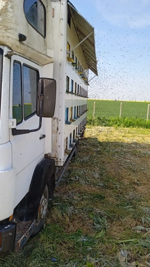 Vând camion omologat apicol, marca Mercedes-Benz - imagine 3