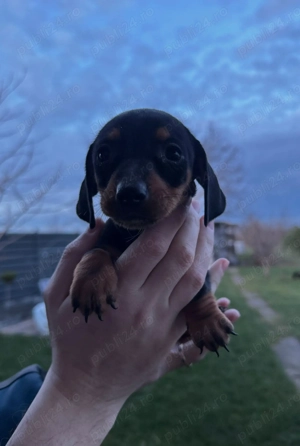 Pui Teckel   mascul și femelă, 9 săptămâni, vaccinați, cu carnet - imagine 5