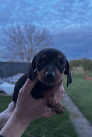 Pui Teckel   mascul și femelă, 9 săptămâni, vaccinați, cu carnet - imagine 4