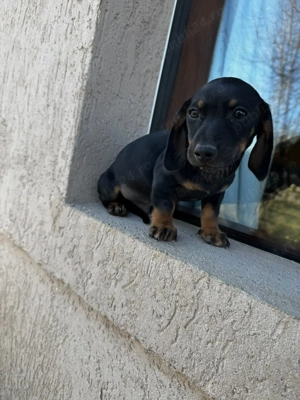 Pui Teckel   mascul și femelă, 9 săptămâni, vaccinați, cu carnet