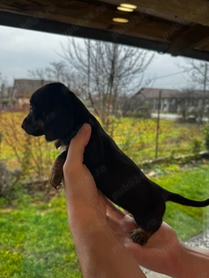 Pui Teckel   mascul și femelă, 9 săptămâni, vaccinați, cu carnet - imagine 3