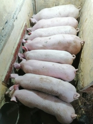 purceiii castrați 30,32 kg