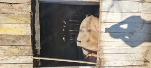 Vand 3 porci, 200 - 250 de kg - imagine 4
