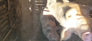 Vand 3 porci, 200 - 250 de kg - imagine 3