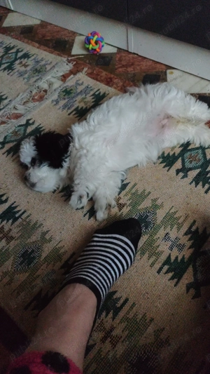 Vînzare pui cine talie mică  - imagine 2