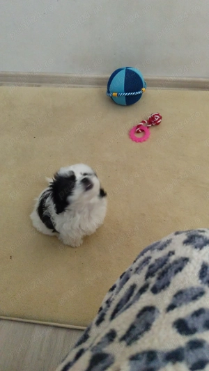 Vînzare pui cine talie mică  - imagine 3