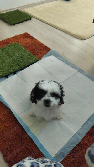 Vînzare pui cine talie mică  - imagine 4