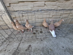 Vand voiajori galbeni  - imagine 2