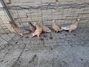 Vand voiajori galbeni  - imagine 3