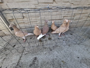 Vand voiajori galbeni  - imagine 5