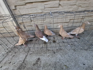 Vand voiajori galbeni  - imagine 4