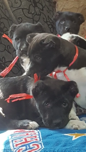 Catei Alabai,Ciobanesc de Asia Centrala,catel - imagine 4