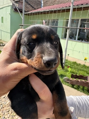 vând cațelus teckel - imagine 3