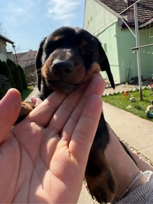 vând cațelus teckel