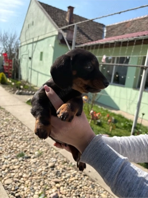 vând cațelus teckel