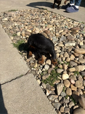 vând cațelus teckel - imagine 4