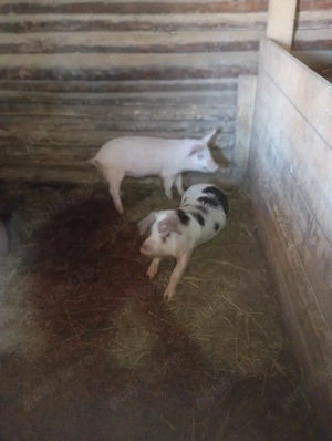 purcei de vânzare  - imagine 3