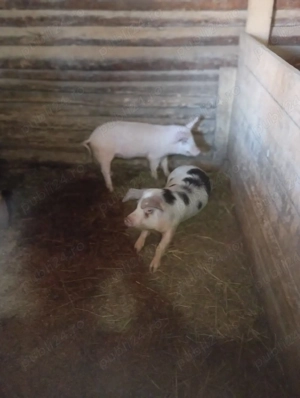 purcei de vânzare  - imagine 2