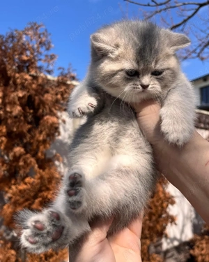 British chinchila golden blue  - imagine 5