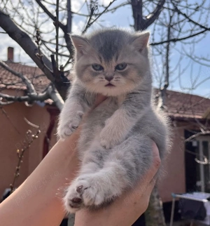 British chinchila golden blue  - imagine 4