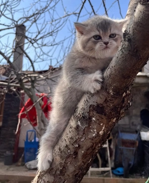 British chinchila golden blue  - imagine 2